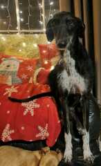 Recovery from injury - moral support needed!