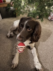 Anyone want to show me a photo of their dog ? 