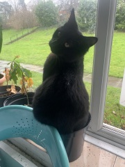 Can we have a cat photo thread ? I’m thinking of getting a cat 