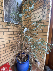 Eucalyptus tree help!
