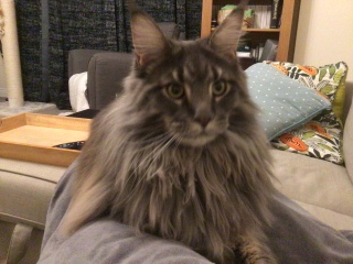 Can we have a cat photo thread ? I’m thinking of getting a cat 