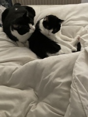 To ask to see your pets? 