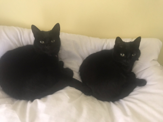 Can we have a cat photo thread ? I’m thinking of getting a cat 