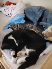 Can we have a cat photo thread ? I’m thinking of getting a cat 