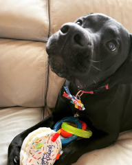 To ask to see your pets? 