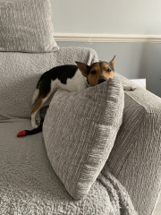 Anyone want to show me a photo of their dog ? 