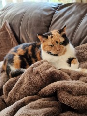 To ask to see your pets? 