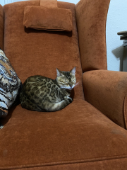 Bengals