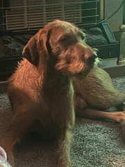 Anyone want to show me a photo of their dog ? 