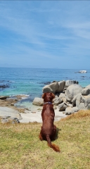 Honest opinions re Red setters