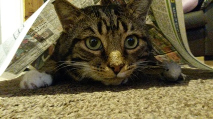 Can we have a cat photo thread ? I’m thinking of getting a cat 