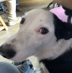 To ask to see your pets? 