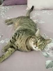 Can we have a cat photo thread ? I’m thinking of getting a cat 