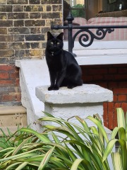 Can we have a cat photo thread ? I’m thinking of getting a cat 