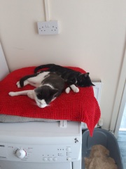 How many cats do you currently have?