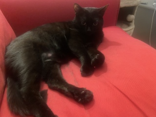 Anxious cat who over grooms