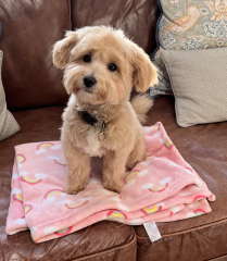 Small calm dog breeds