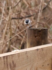 Thread 44 GCSE Covid Cohort - Countdown to Christmas & New Year 