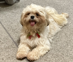 To ask to see your pets? 