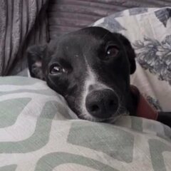 Small calm dog breeds