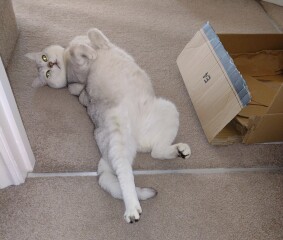 Can we have a cat photo thread ? I’m thinking of getting a cat 