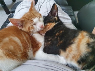 Can we have a cat photo thread ? I’m thinking of getting a cat 