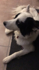Anyone want to show me a photo of their dog ? 
