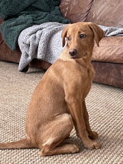 Puppy Survival Thread - as we approach Fireworks night for the first time…