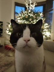 Can we have a cat photo thread ? I’m thinking of getting a cat 