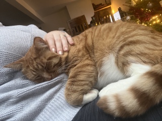 Can we have a cat photo thread ? I’m thinking of getting a cat 