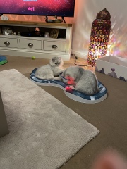 Hundreds of cats, thousands of cats, millions and billions and trillions of cats