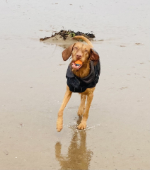 Anyone want to show me a photo of their dog ? 
