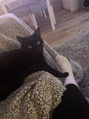 To ask to see your pets? 