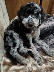 Anyone want to show me a photo of their dog ? 