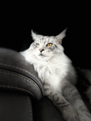 Can we have a cat photo thread ? I’m thinking of getting a cat 