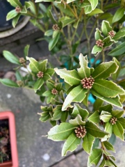 Skimmia Japonica 