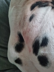 Anyone seen anything like this rash?