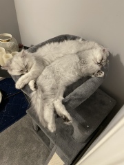 Hundreds of cats, thousands of cats, millions and billions and trillions of cats