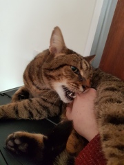 Thug cat part 4.  After all, it's not my Axminster.