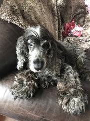 Are show cocker spaniels nice natured?