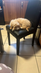 Puppy Survival Thread - as we approach Fireworks night for the first time…