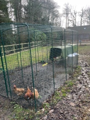 Stinky, horrible, waterlogged chicken run - advice / opinions please