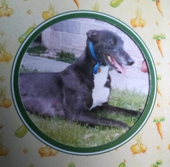 I have an appointment to view a greyhound today at the animal sanctuary. Wish me luck.