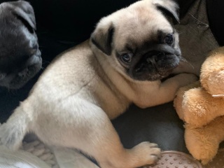 Anyone want to show me a photo of their dog ? 