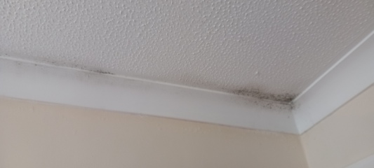 Mould on ceiling. Looks like a leak