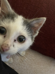 Can we have a cat photo thread ? I’m thinking of getting a cat 