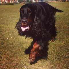 Have just seen the most beautiful Gordon Setter