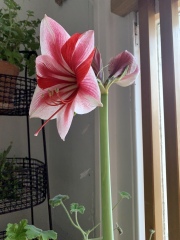 Who'd like an Amaryllis (Hippeastrum) thread?