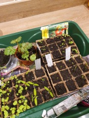 New Year's Gardening Plans Resolutions?