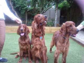 Honest opinions re Red setters